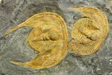 Three Trinucleid (Declivolithus) Trilobites - Mecissi, Morocco #253693-1